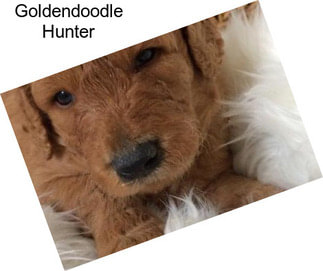 Goldendoodle Hunter