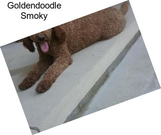 Goldendoodle Smoky