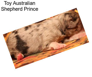 Toy Australian Shepherd Prince