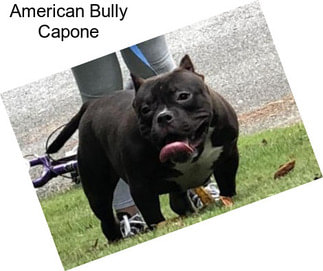American Bully Capone