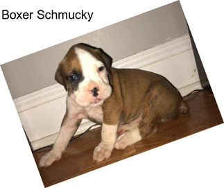 Boxer Schmucky