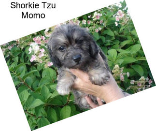 Shorkie Tzu Momo