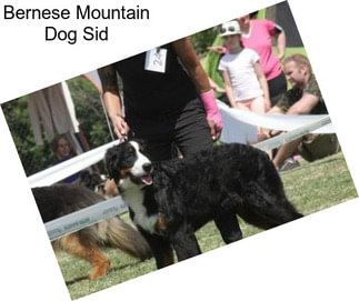 Bernese Mountain Dog Sid