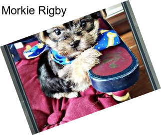 Morkie Rigby