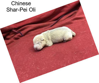 Chinese Shar-Pei Oli