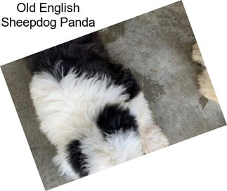 Old English Sheepdog Panda