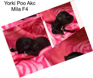 Yorki Poo Akc Mila F4