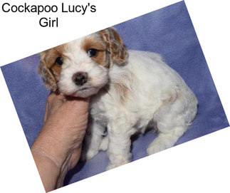 Cockapoo Lucy\'s Girl