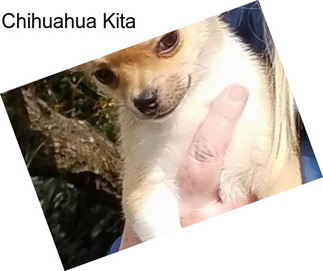 Chihuahua Kita