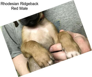 Rhodesian Ridgeback Red Male