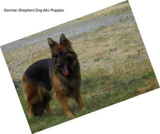 German Shepherd Dog Akc Puppies