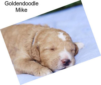 Goldendoodle Mike