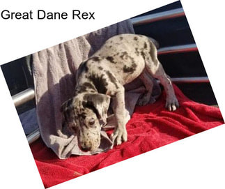 Great Dane Rex