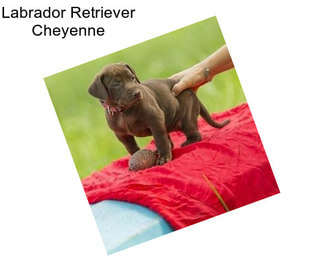 Labrador Retriever Cheyenne