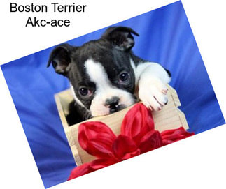 Boston Terrier Akc-ace