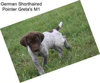 German Shorthaired Pointer Greta\'s M1