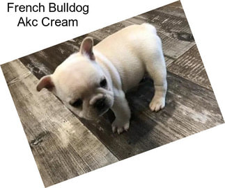 French Bulldog Akc Cream