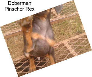 Doberman Pinscher Rex