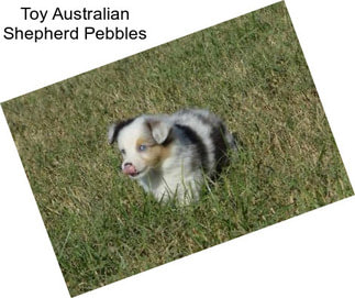Toy Australian Shepherd Pebbles