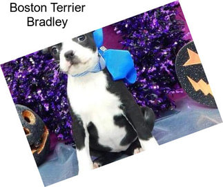 Boston Terrier Bradley