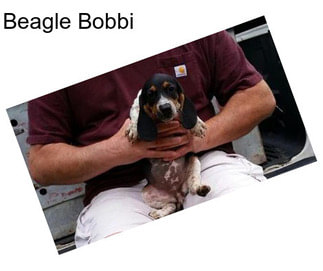 Beagle Bobbi
