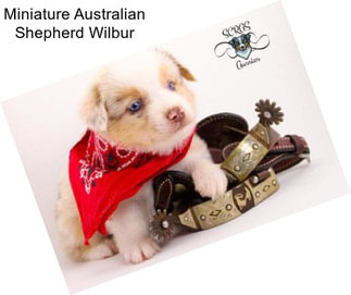 Miniature Australian Shepherd Wilbur