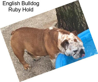 English Bulldog Ruby Hold