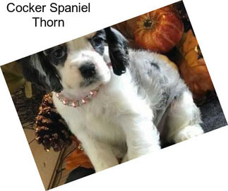 Cocker Spaniel Thorn