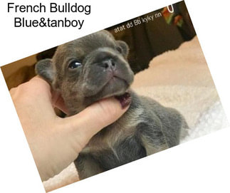French Bulldog Blue&tanboy