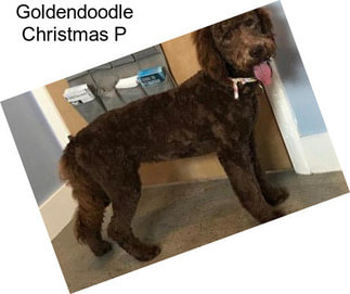 Goldendoodle Christmas P