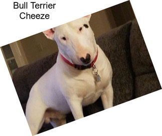 Bull Terrier Cheeze