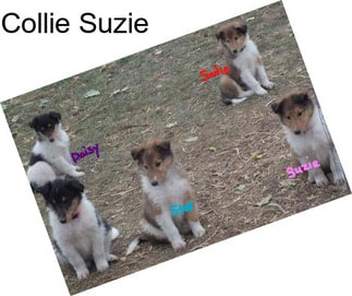 Collie Suzie