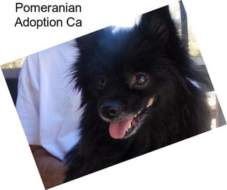 Pomeranian Adoption Ca