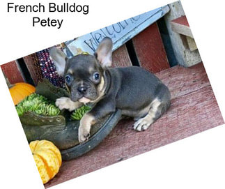 French Bulldog Petey