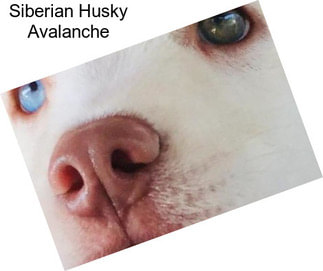 Siberian Husky Avalanche