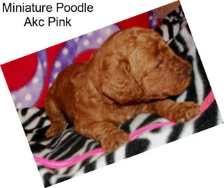 Miniature Poodle Akc Pink