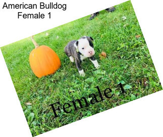 American Bulldog Female 1