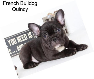 French Bulldog Quincy