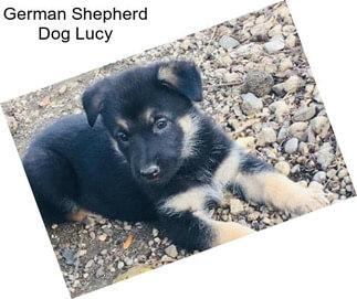 German Shepherd Dog Lucy