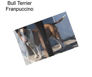 Bull Terrier Franpuccino