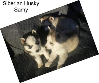 Siberian Husky Samy