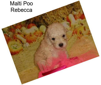 Malti Poo Rebecca