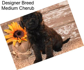 Designer Breed Medium Cherub