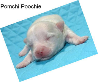 Pomchi Poochie