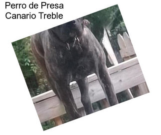 Perro de Presa Canario Treble