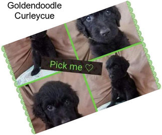 Goldendoodle Curleycue