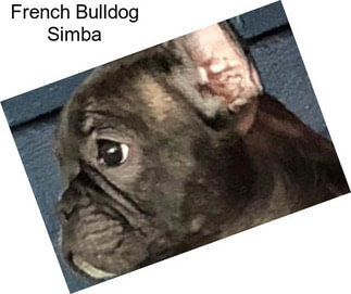 French Bulldog Simba