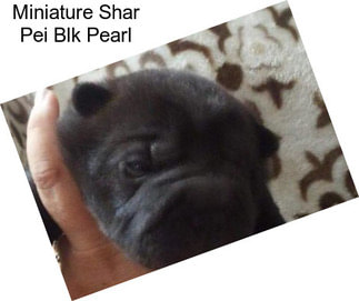 Miniature Shar Pei Blk Pearl
