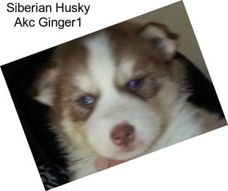 Siberian Husky Akc Ginger1