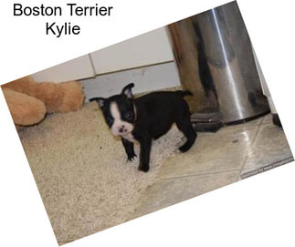 Boston Terrier Kylie